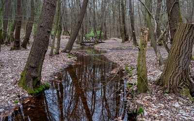 Vydrica Mountain Stream