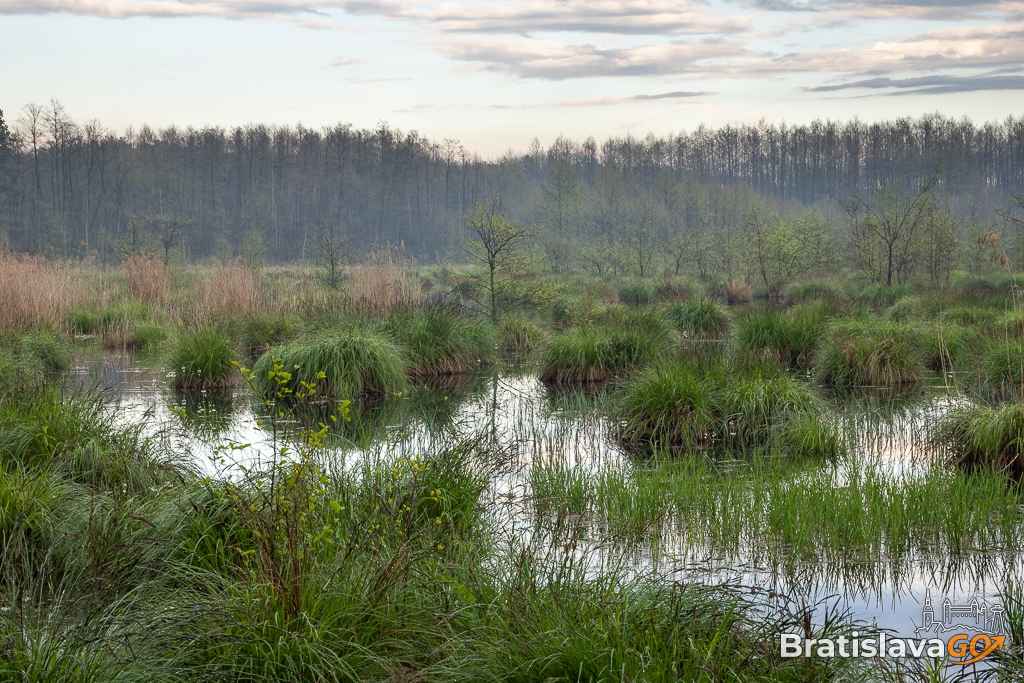 Nature Reserve Zelienka