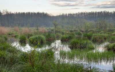 Zelienka Nature Reserve