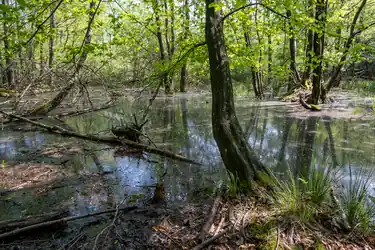 Marshes